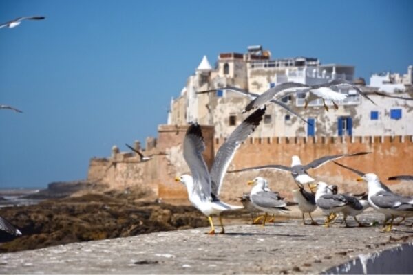 Essaouira Day Trip from Marrakech