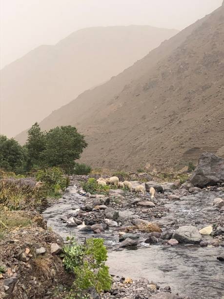 Scenic view of a rural landscape in Imlil, the red mountain village. Sheeps  drinking water from the river formed in Atlas Mountains, Morocco.