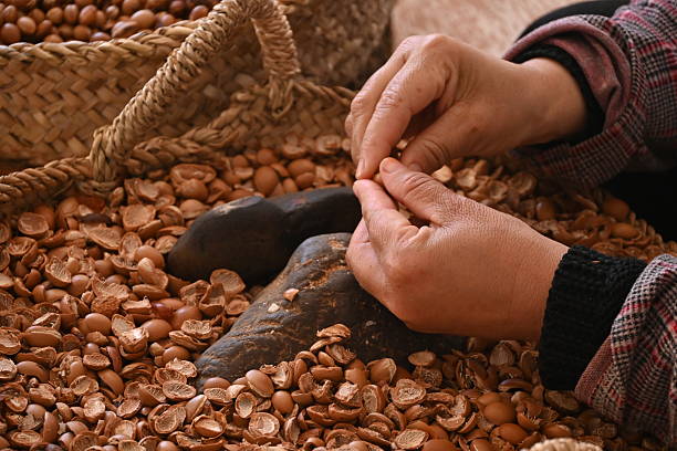 Closeup of the hands of a woman working with the kernels of the argan tree's fruit for the preparation of the argan oil in Imlil village, Morocco