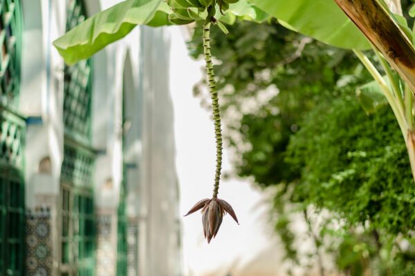 Bahia Palace Guided Tours