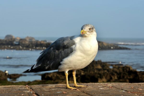 Essaouira Day Trip from Marrakech