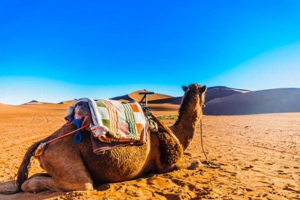 8 Days Best of Morocco Tour from Marrakech to the Sahara Desert